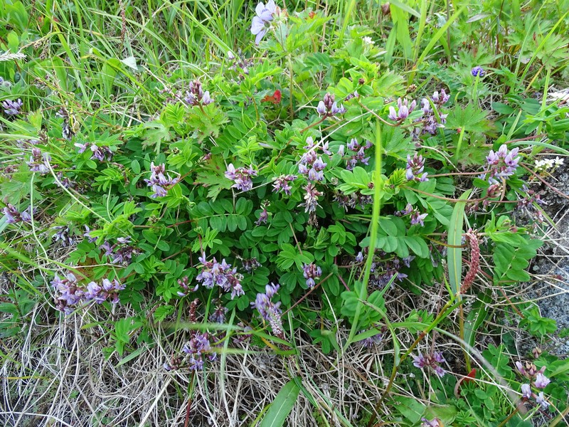 Astragalus ochotensis photo 5