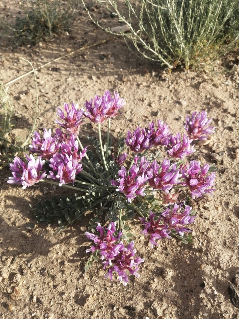 Astragalus ochrias