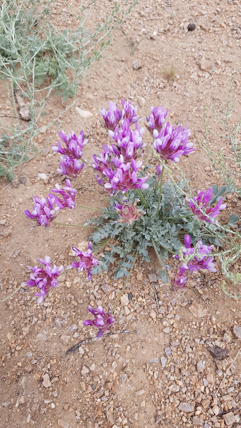 Astragalus ochrias photo 2