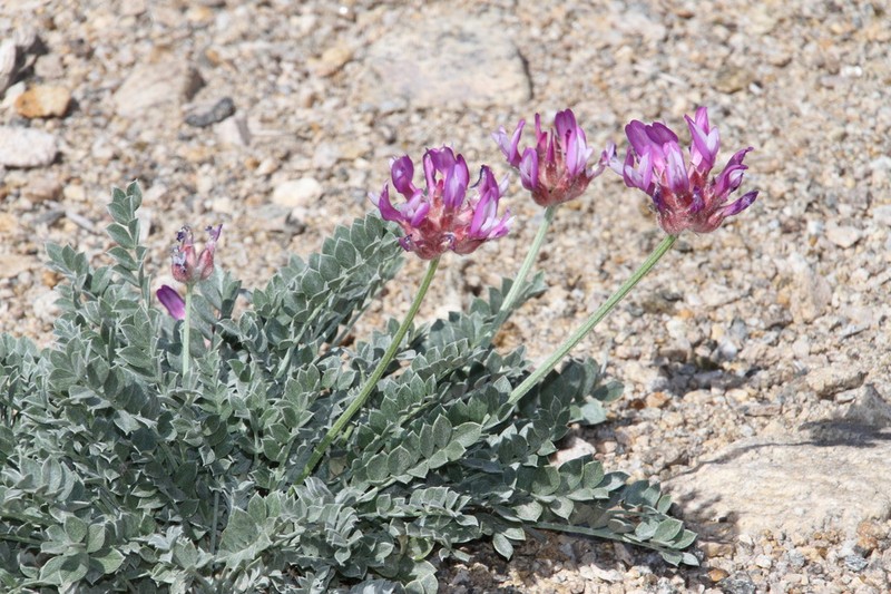 Astragalus ochrias photo 3