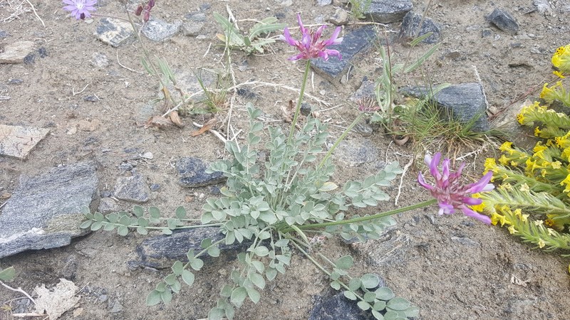 Astragalus ochrias photo 4