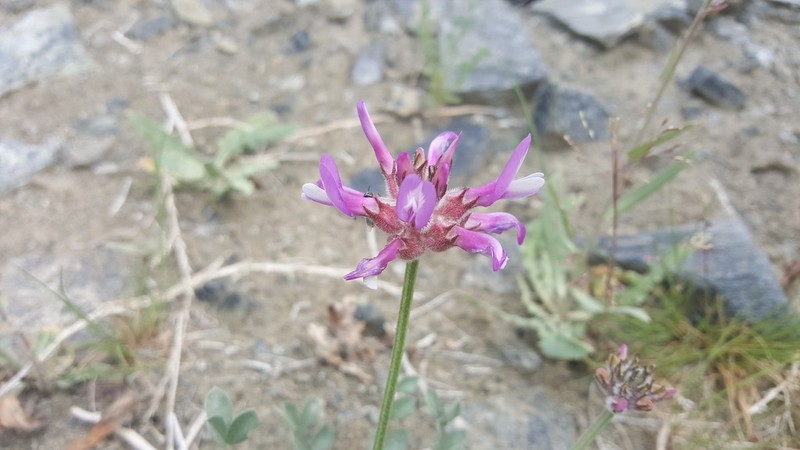 Astragalus ochrias photo 5