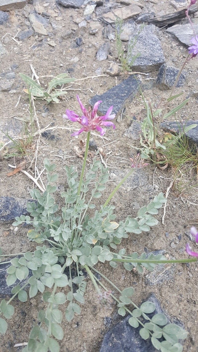 Astragalus ochrias photo 6