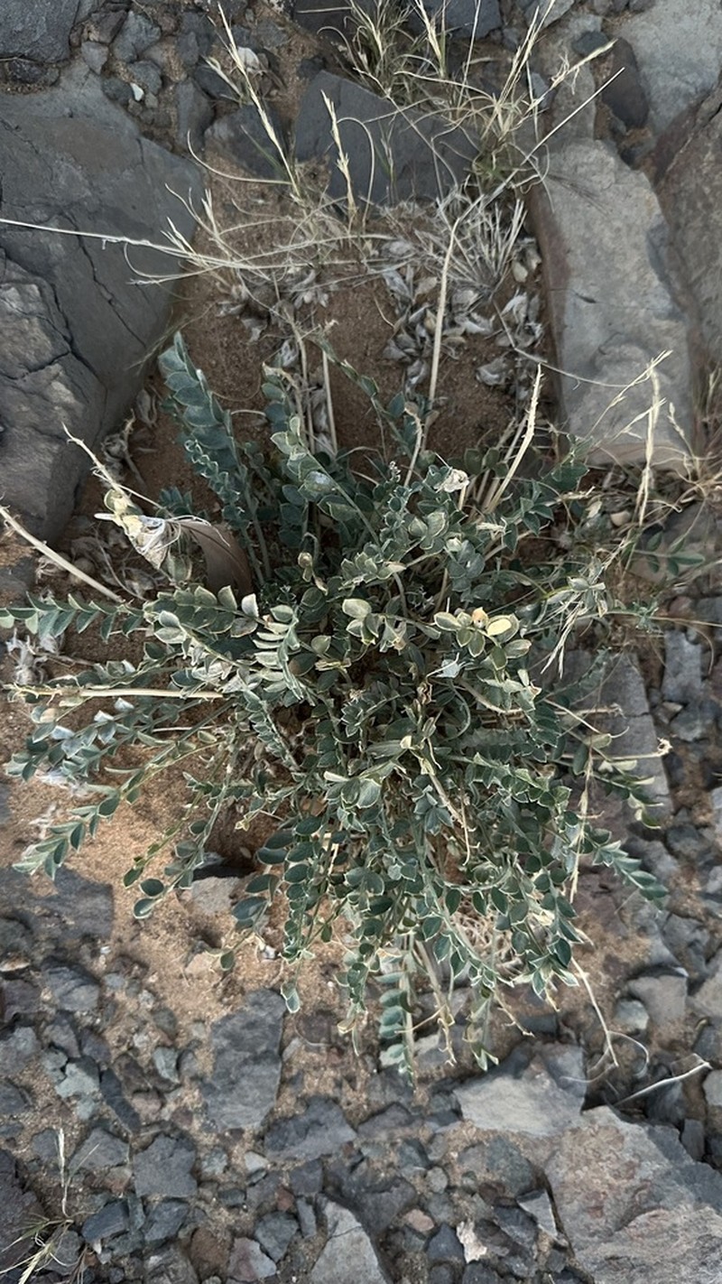 Astragalus ochrias photo 7