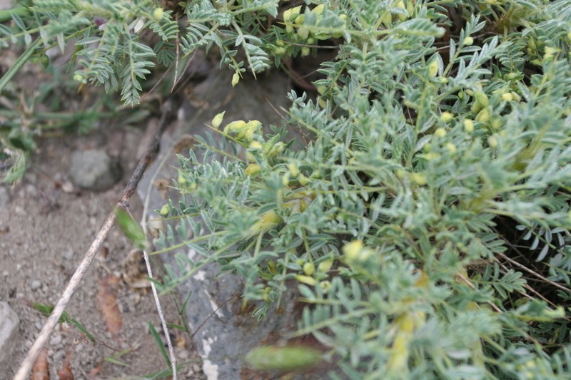 Astragalus ochrochlorus