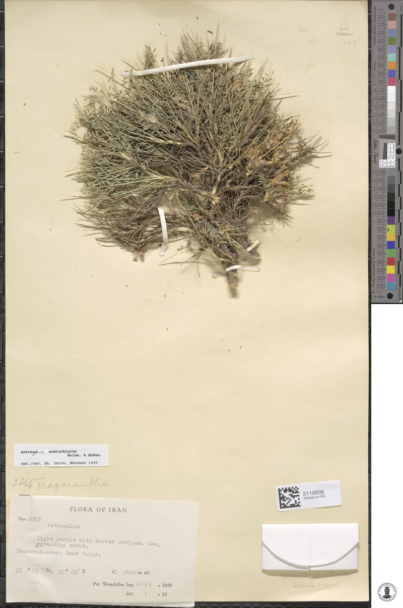 Astragalus ochrochlorus photo 2