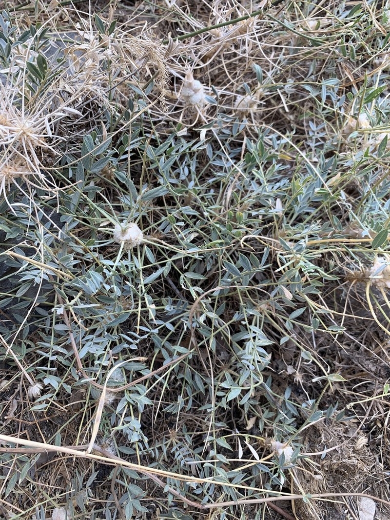 Astragalus octopus photo 2