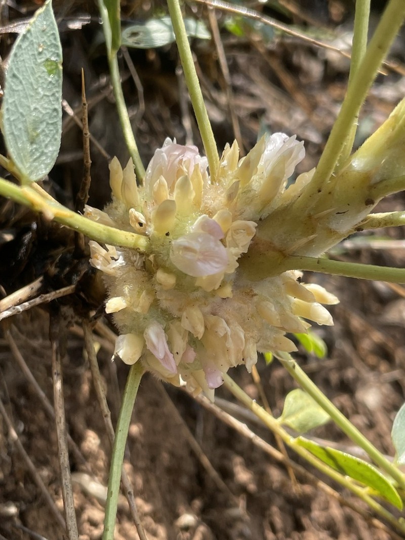 Astragalus octopus photo 3