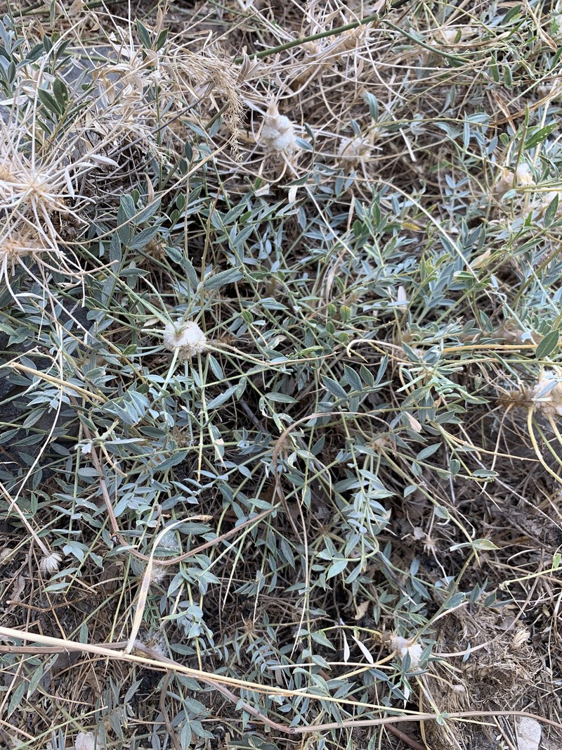 Astragalus octopus photo 4