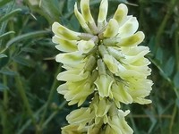 Astragalus odoratus