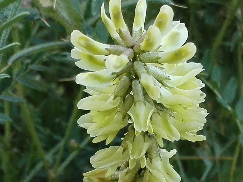Astragalus odoratus