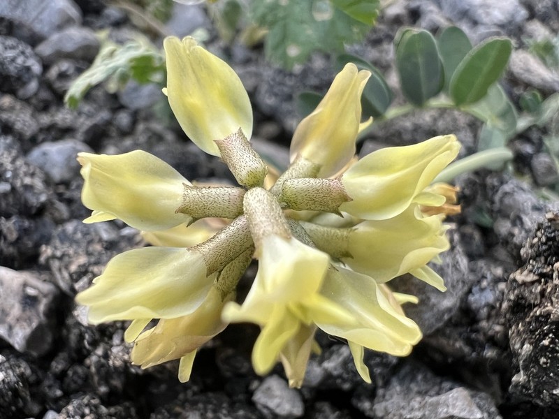 Astragalus odoratus photo 2
