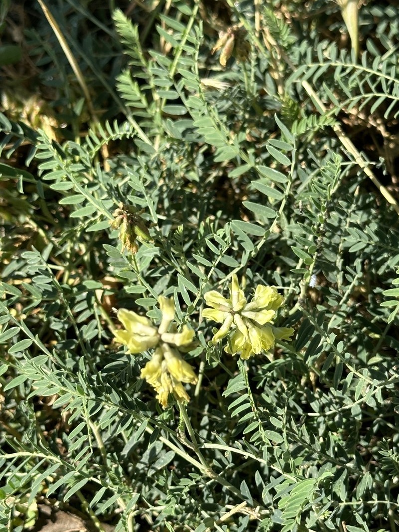 Astragalus odoratus photo 4