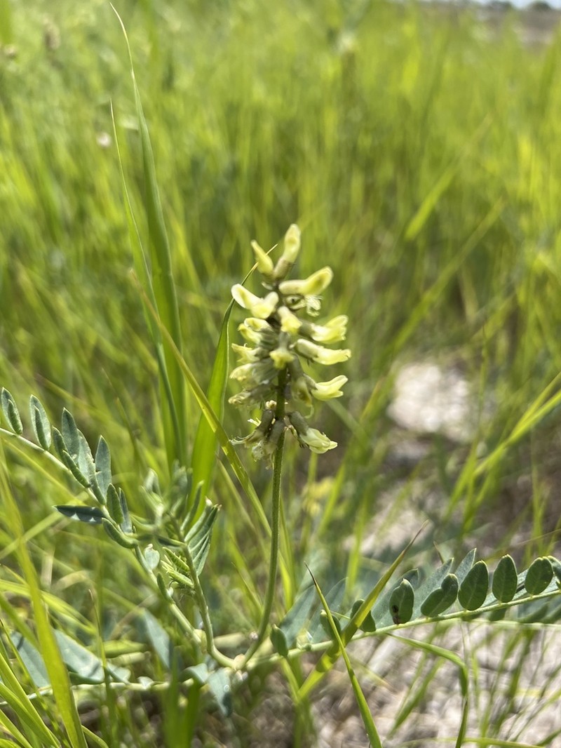 Astragalus odoratus photo 5