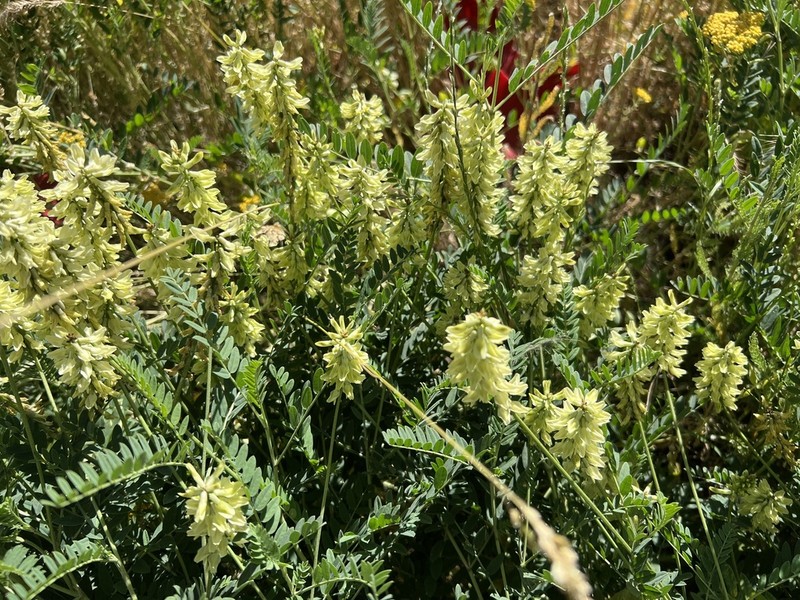 Astragalus odoratus photo 6