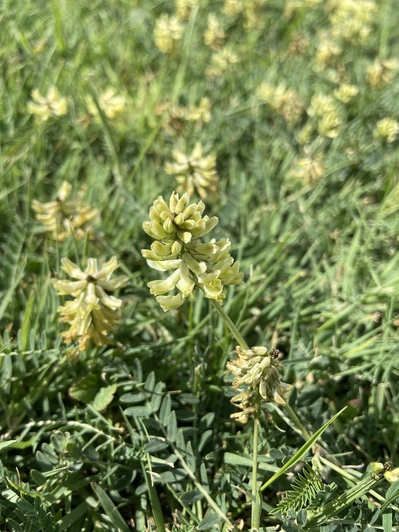 Astragalus odoratus photo 8