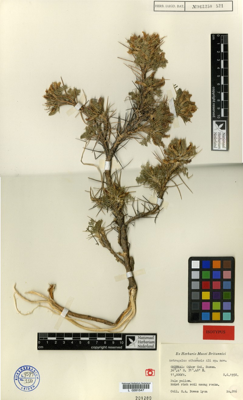 Astragalus oihorensis