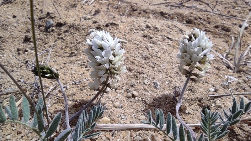 Astragalus olchonensis photo 2