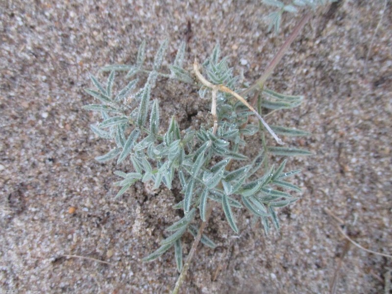 Astragalus olchonensis photo 3