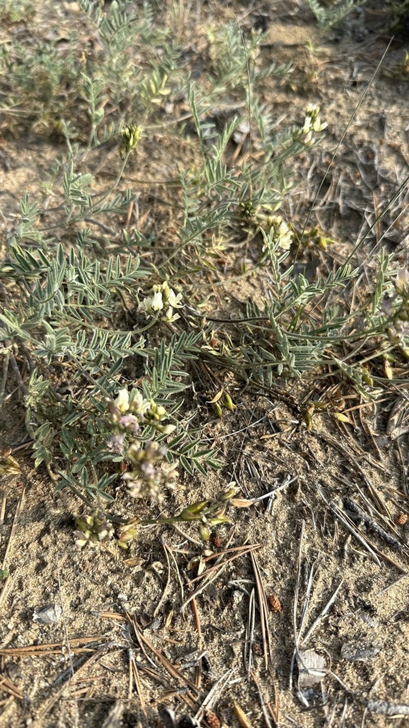 Astragalus olchonensis photo 4