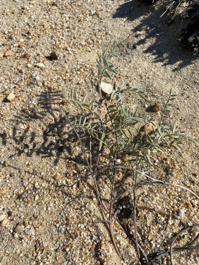 Astragalus olchonensis photo 5