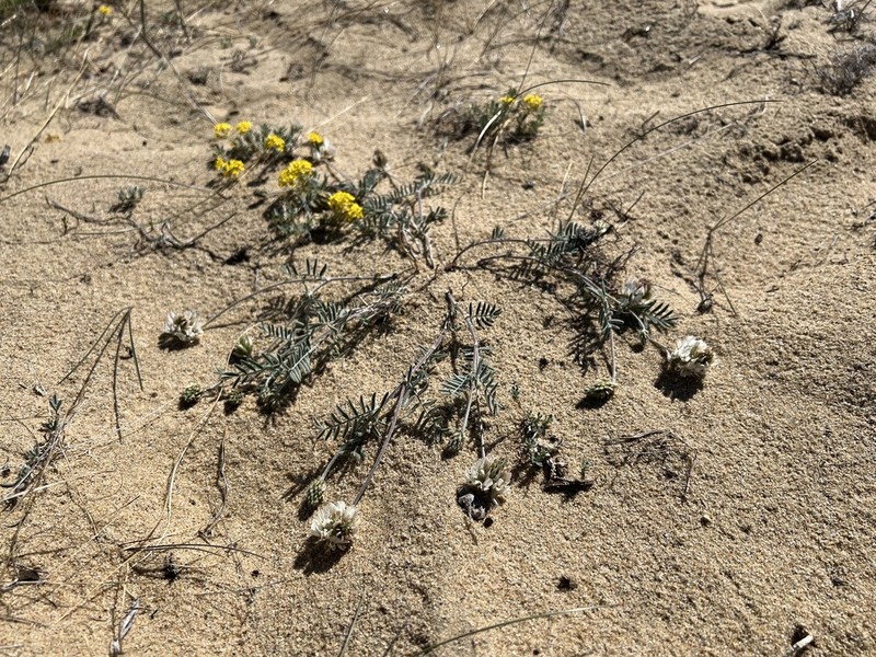 Astragalus olchonensis photo 6