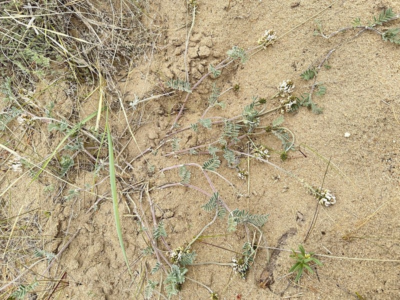 Astragalus olchonensis photo 7