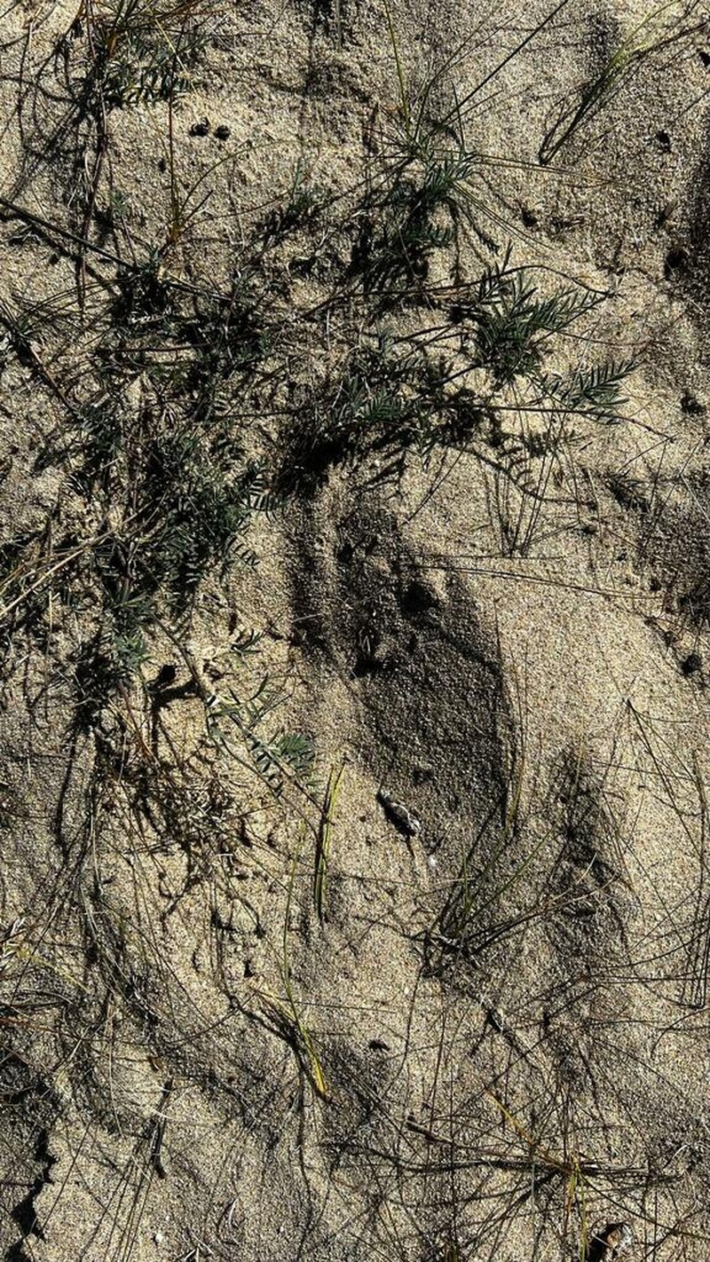 Astragalus olchonensis photo 8