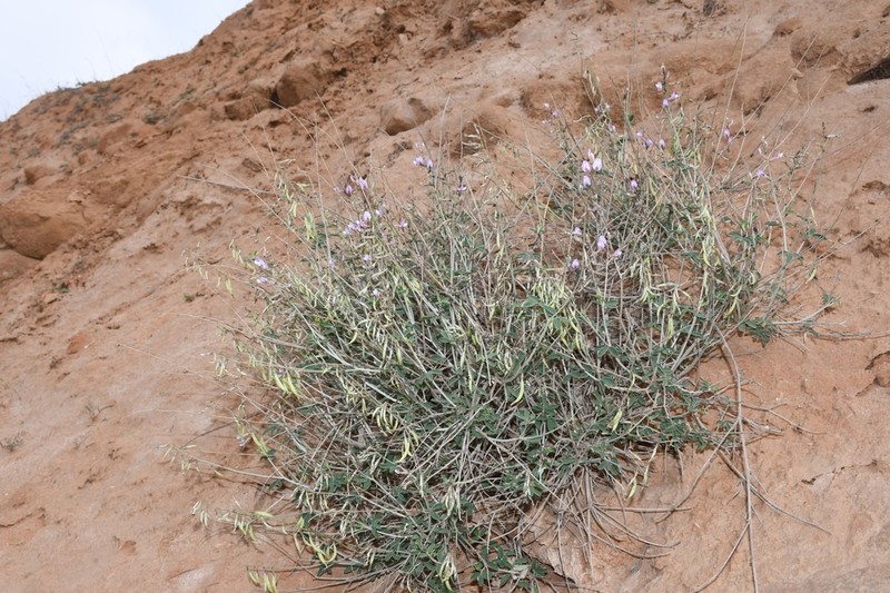 Astragalus oldenburgii