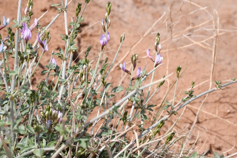 Astragalus oldenburgii photo 2