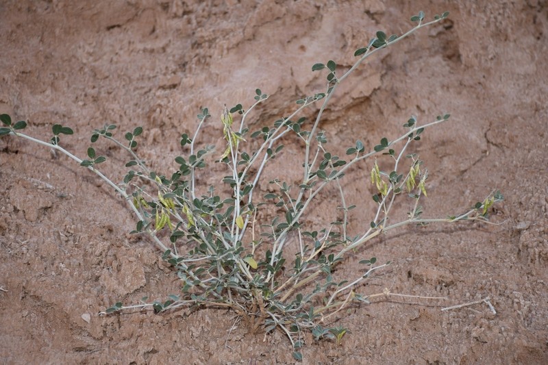 Astragalus oldenburgii photo 3