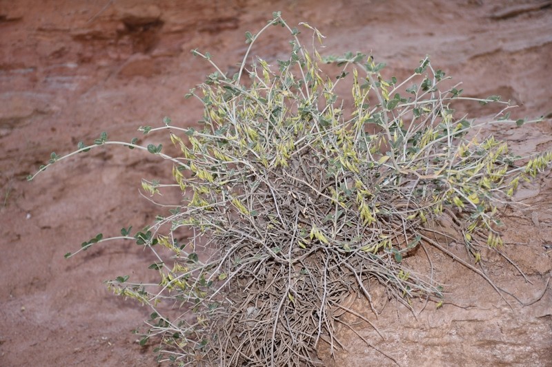 Astragalus oldenburgii photo 4