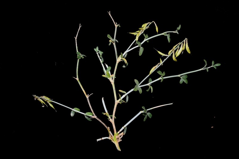 Astragalus oldenburgii photo 5