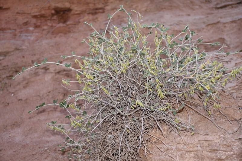 Astragalus oldenburgii photo 7