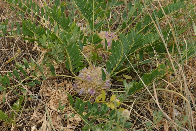 Astragalus oleifolius