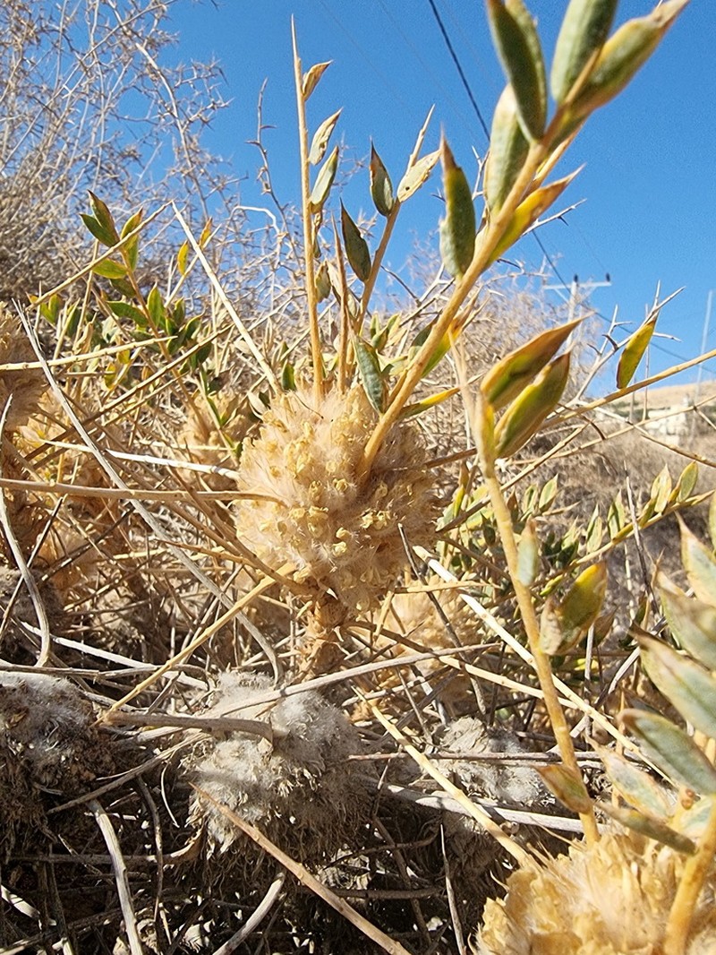 Astragalus oleifolius photo 2
