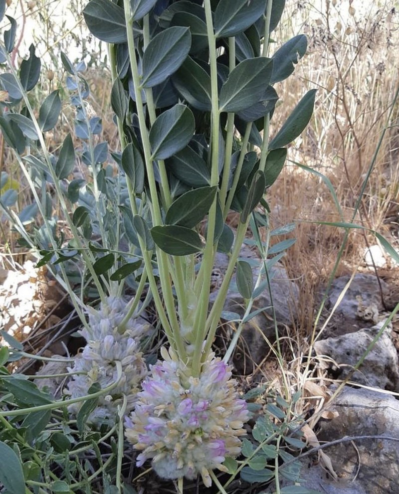 Astragalus oleifolius photo 3