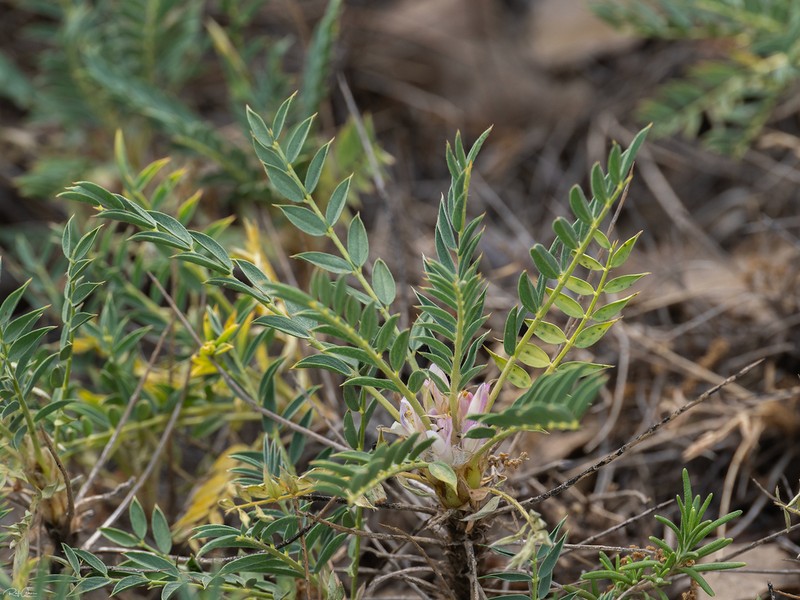 Astragalus oleifolius photo 4