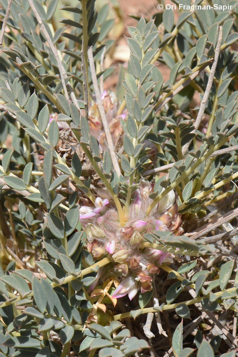 Astragalus oleifolius photo 5
