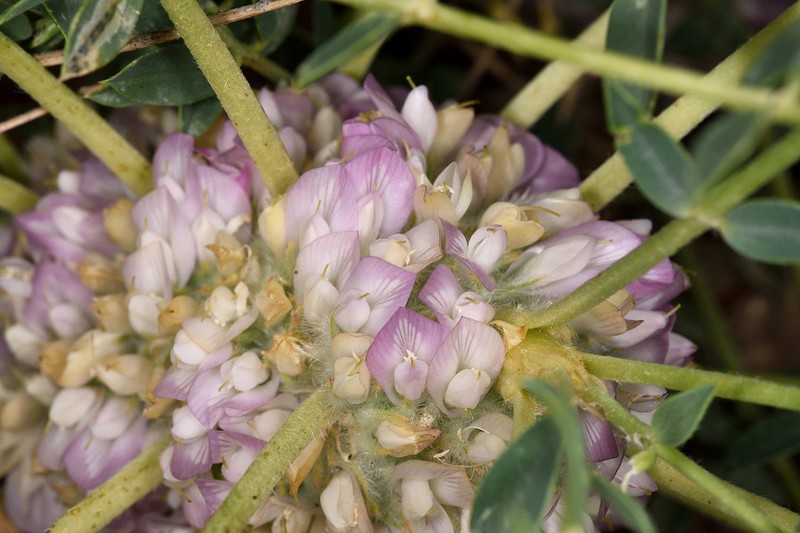 Astragalus oleifolius photo 6