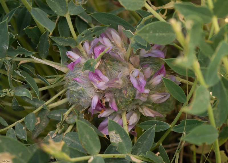 Astragalus oleifolius photo 7