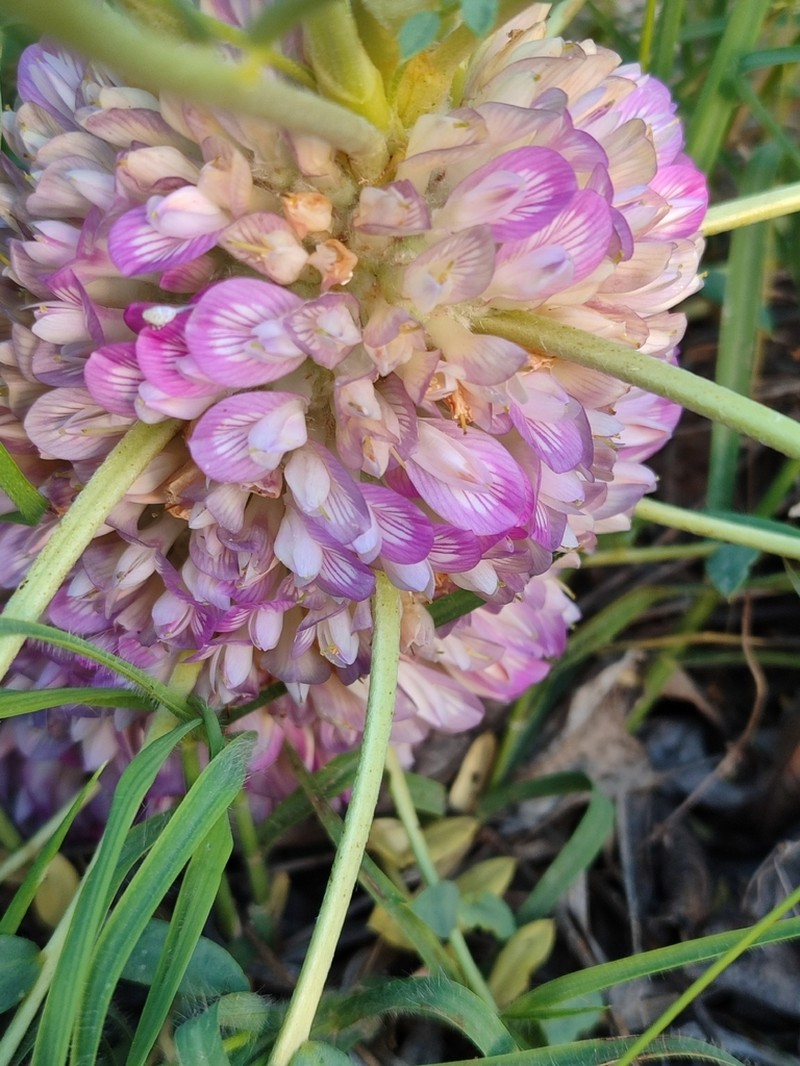 Astragalus oleifolius photo 8