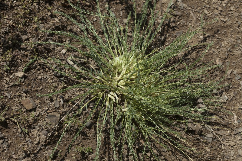 Astragalus olgae
