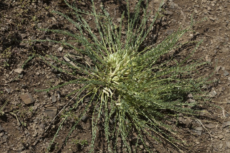 Astragalus olgae photo 2