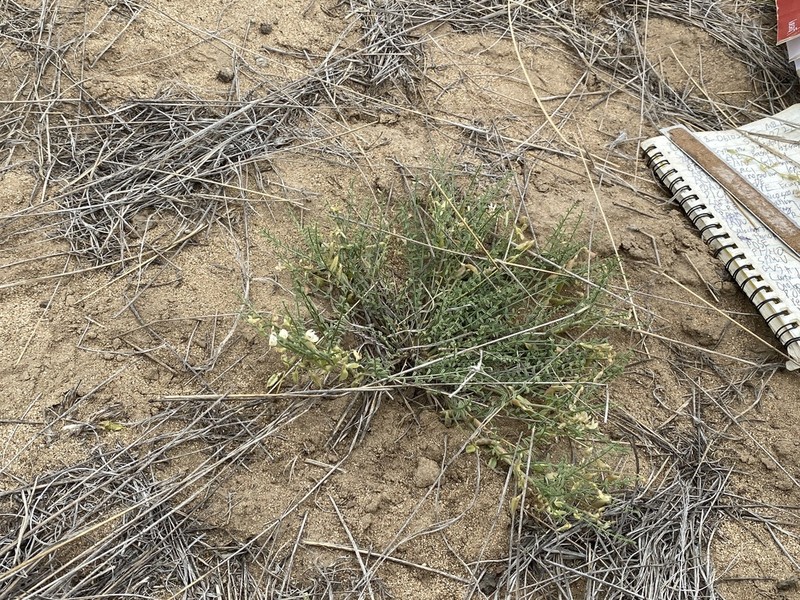 Picabo Milkvetch