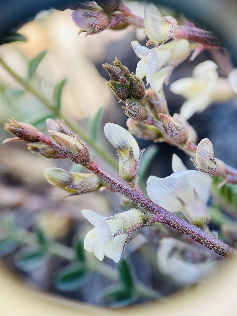 Picabo Milkvetch photo 2