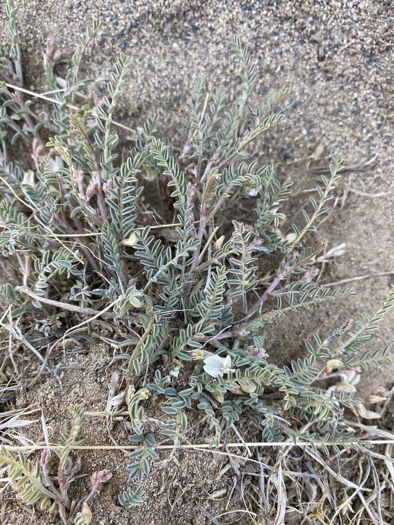 Picabo Milkvetch photo 3