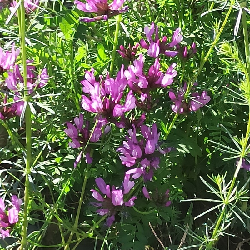 Astragalus onobrychioides