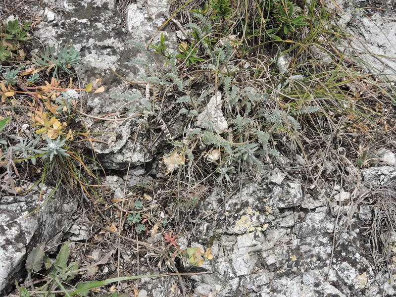Astragalus onobrychioides photo 2