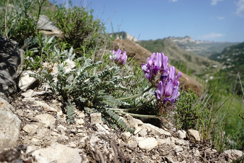 Astragalus onobrychioides photo 3